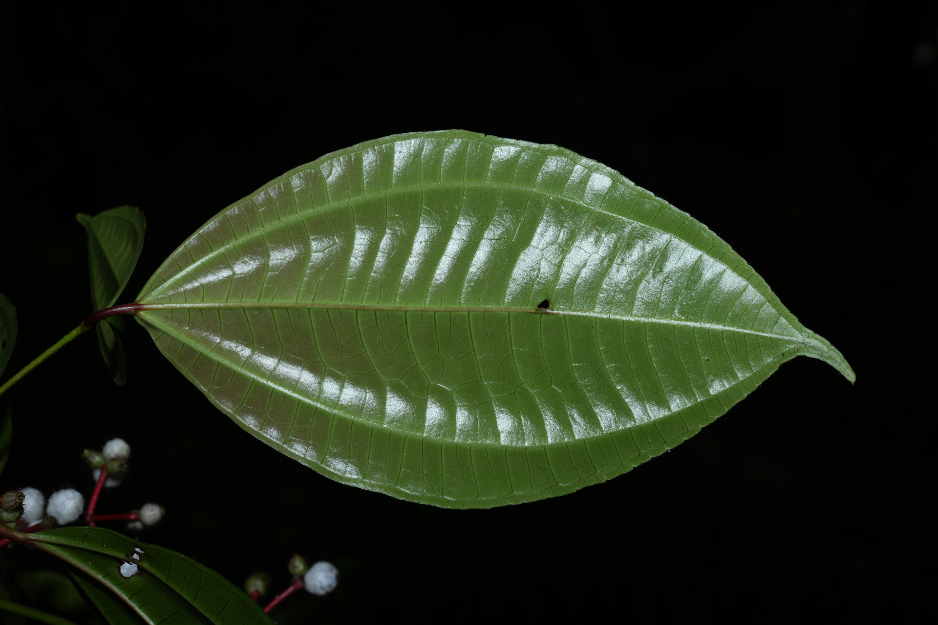 Miconia lateriflora subsp. lateriflora - Photo Bivouac Naturaliste